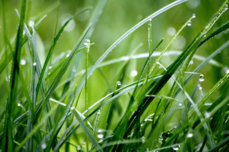 谷雨|春漸遠(yuǎn)，夏將至